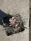 Preview: Stenocactus erectocentrus